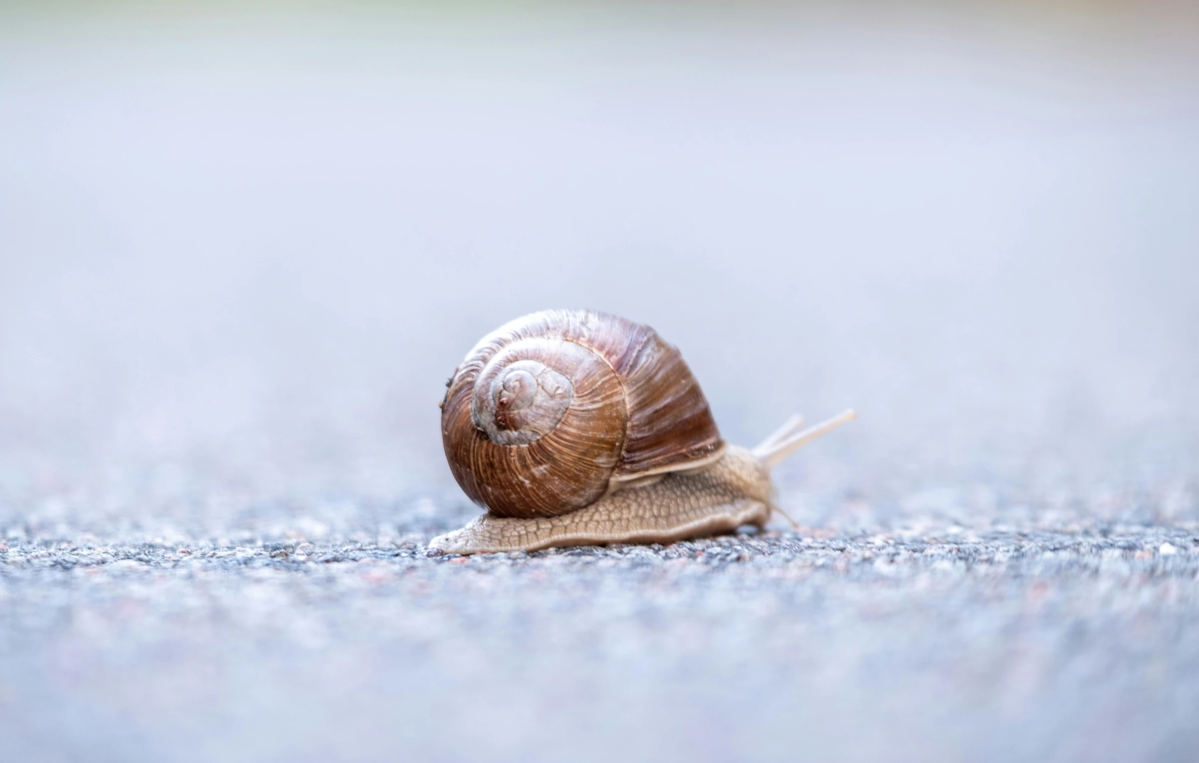 a close up of a snail on a road, by Schelte a Bolswert, lightweight, brown, at home, grey