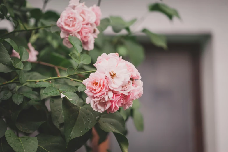 a close up of a plant with pink flowers, a photo, unsplash, rosa bonheurn, exterior shot, at home, various posed