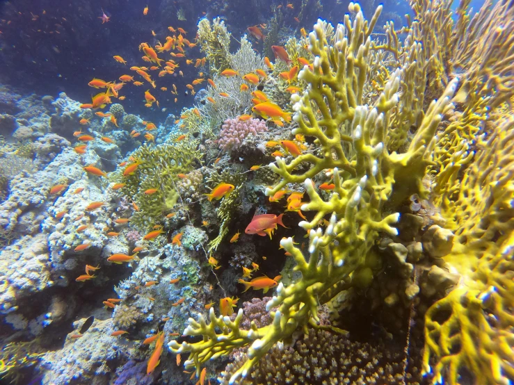 a group of fish swimming around a coral reef, pexels, hurufiyya, in egypt, chartreuse and orange and cyan, 🦩🪐🐞👩🏻🦳, sea plants