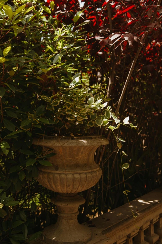 a red fire hydrant sitting next to a lush green bush, a statue, inspired by Frederick Goodall, australian tonalism, patio, its bowl overflowing with plants, contrasting shadows, large vines