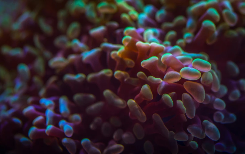 a close up of a sea anemone, by Elsa Bleda, unsplash, fluorescent mushrooms, shot on sony a 7 iii, pearlescent skin, multicolored