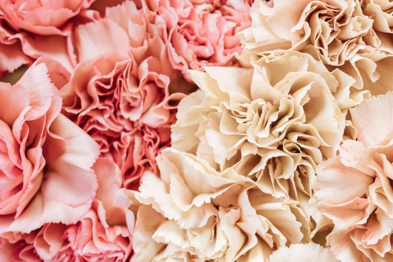 a close up of a bunch of pink carnations, pexels, light cream and white colors, paisley, jen atkin, crispy quality