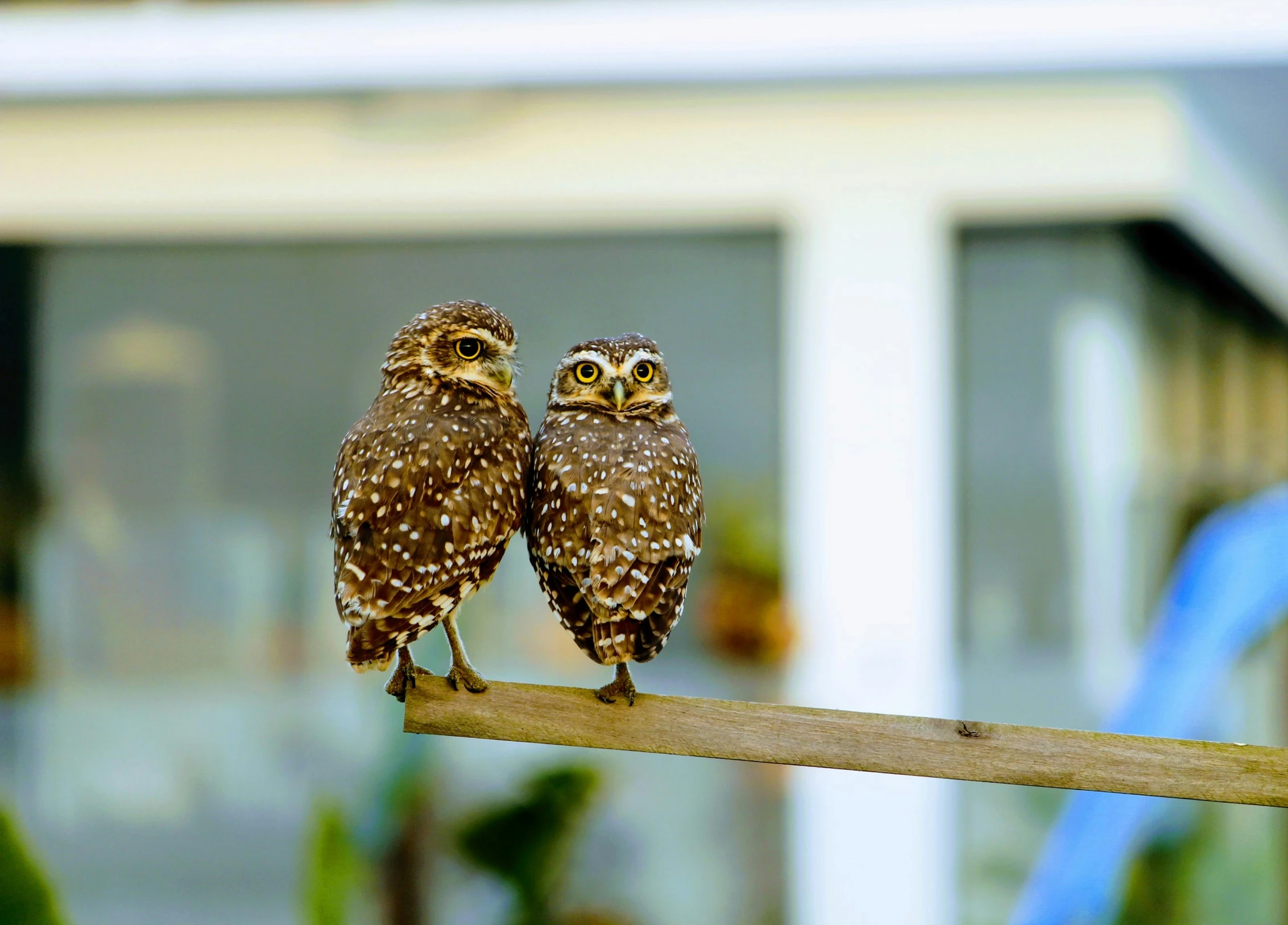 a couple of owls sitting on top of a wooden stick, unsplash, multiple stories, slide show, speckled, exterior shot