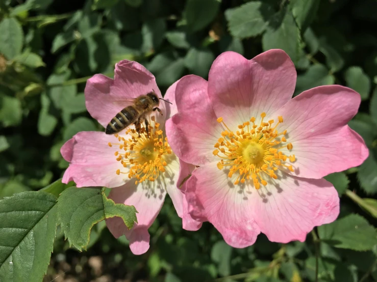 a bee sitting on top of a pink flower, rose garden, sydney hanson, cottagecore, “ iron bark