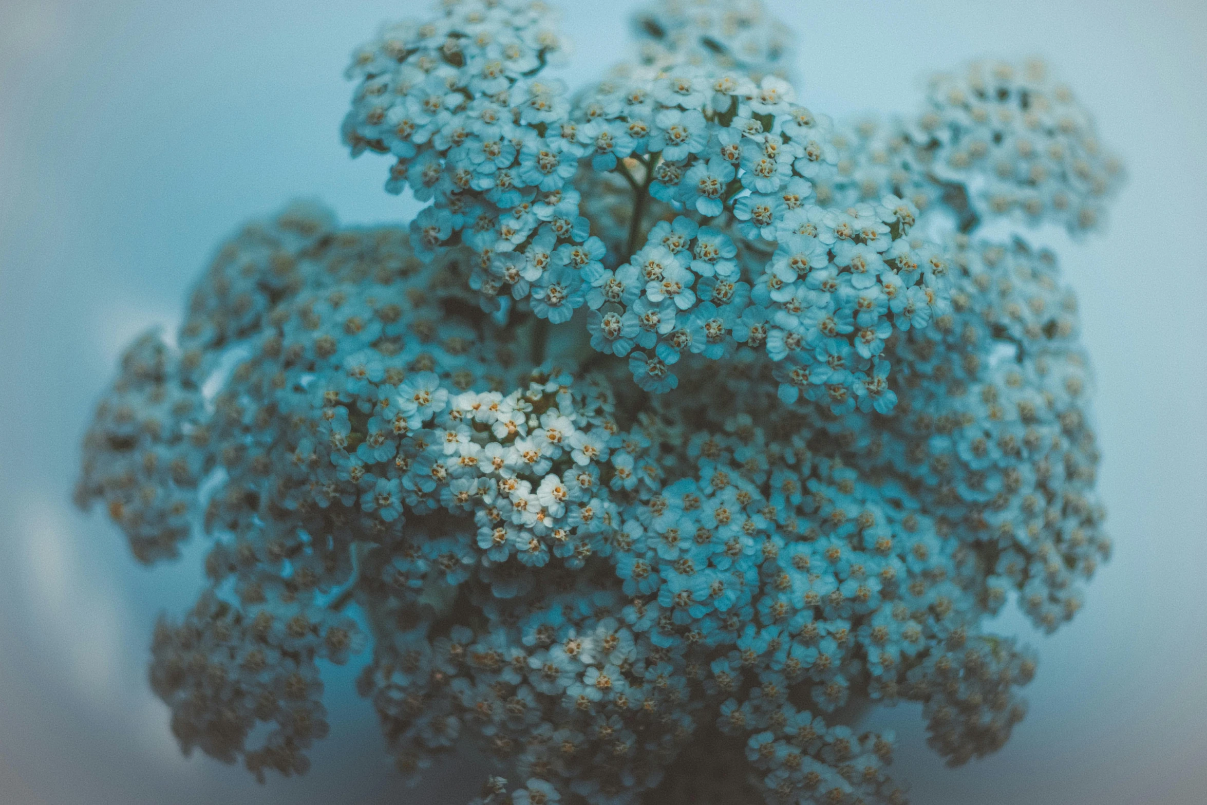 a close up of a bunch of blue flowers, a macro photograph, inspired by Elsa Bleda, trending on unsplash, romanticism, sea weed, intricate 8 k render, high angle shot, cyan fog