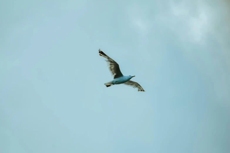 a bird that is flying in the sky, pexels contest winner, minimalism, blue gray, low quality photo, extremely high resolution, over-shoulder shot