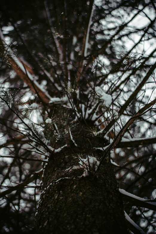 the top of a tree with snow on it, an album cover, inspired by Elsa Bleda, unsplash, looking threatening, high quality photo, spooky photo, pov photo