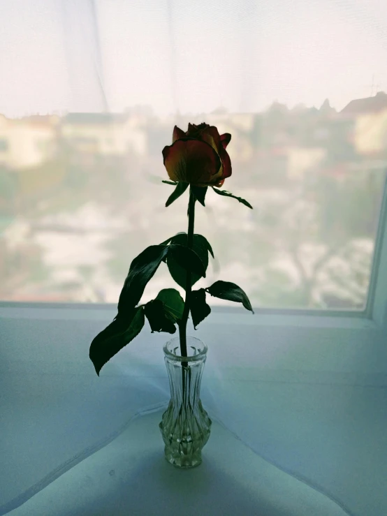 a single rose sitting in a vase on a window sill, inspired by Elsa Bleda, unsplash, 👰 🏇 ❌ 🍃, amazing view, album photo, taken in the late 2000s