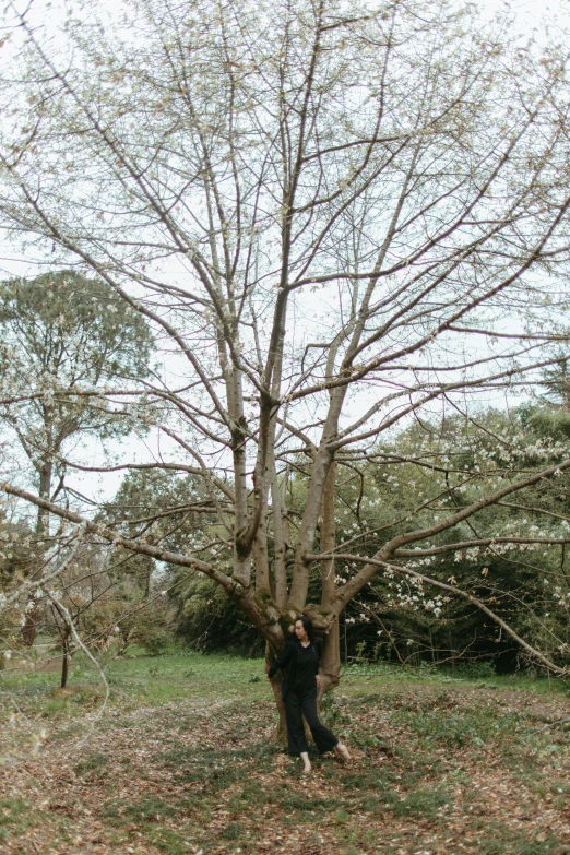 a person standing under a tree in a field, magnolia stems, ((trees)), in australia, in karuizawa