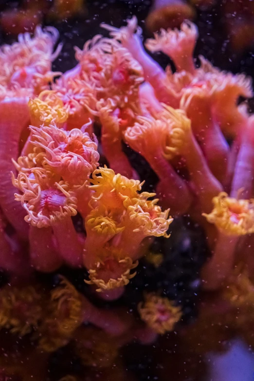 a close up of a pink sea anemone, reddit, red and yellow scheme, seahorses, chicago, cinematic shot