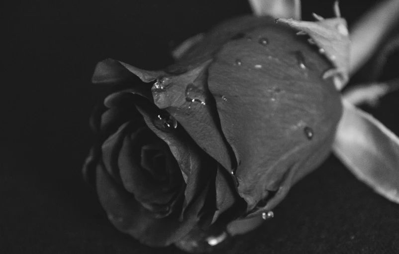 a black and white photo of a rose with water droplets, by Robbie Trevino, romanticism, crying tears of blood, by greg rutkowski, gothic romance, alex flores