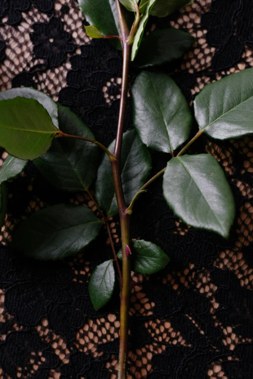 a single rose sitting on top of a lace tablecloth, an album cover, unsplash, dark green leaves, leaves on branches, closeup - view, longbows