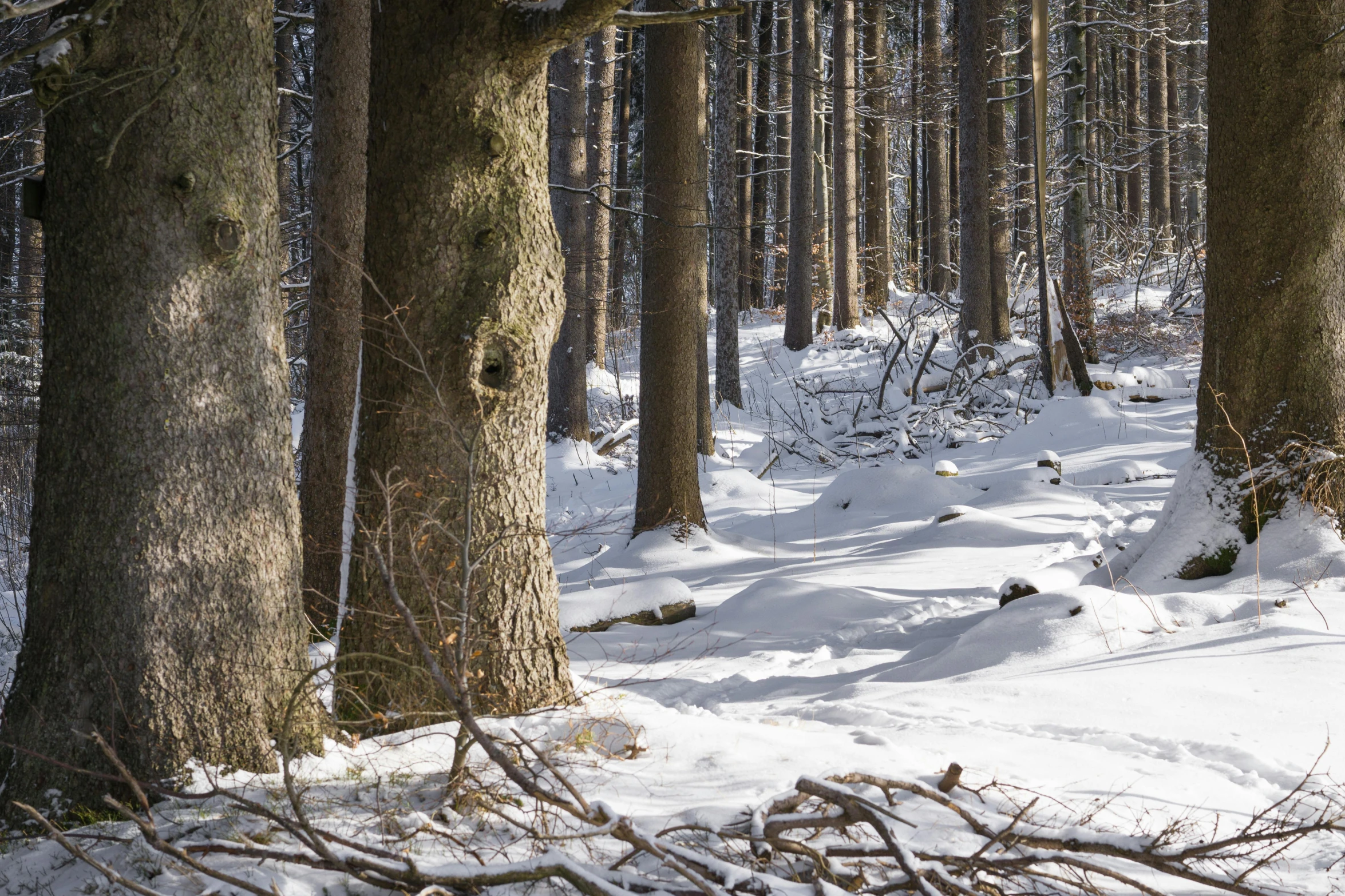 a man riding a snowboard down a snow covered slope, inspired by Jan Müller, pexels contest winner, process art, huge tree trunks, william penn state forest, panorama, forest floor