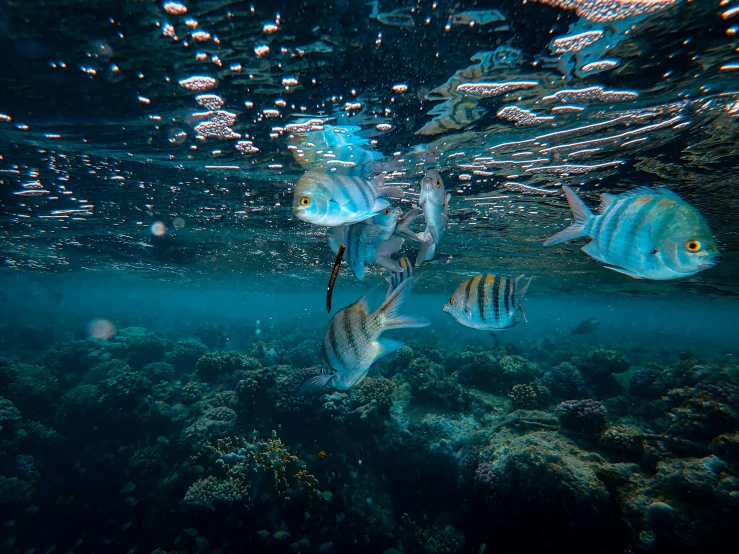 a group of fish swimming in the ocean, by Julia Pishtar, pexels contest winner, egypt, partly underwater, thumbnail, lush