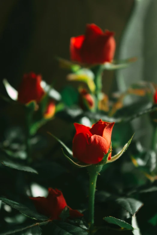 a close up of a bunch of red roses, a still life, inspired by Elsa Bleda, trending on unsplash, lush plant growth, **cinematic, to