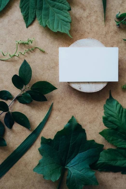 a white card sitting on top of a pile of green leaves, trending on unsplash, visual art, on a wooden plate, herbs and flowers, background image, multiple stories