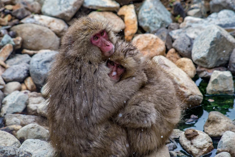 a monkey sitting on top of a pile of rocks, by Yasushi Sugiyama, pexels contest winner, mingei, hugging each other, snow monkeys at the mountain spa, covered in water drops, adult pair of twins