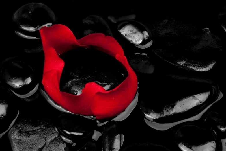 a red flower surrounded by black stones, inspired by Taro Yamamoto, pexels contest winner, lips, color splash, black, red sea