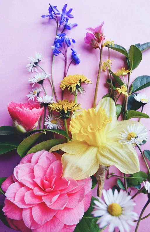 a bouquet of flowers on a pink surface, by Carey Morris, trending on unsplash, yellow and purple tones, daffodils, vine and plants and flowers, various posed