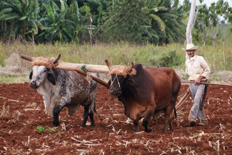 a man plowing a field with two oxen, unsplash, cuba, avatar image, university, ornately dressed