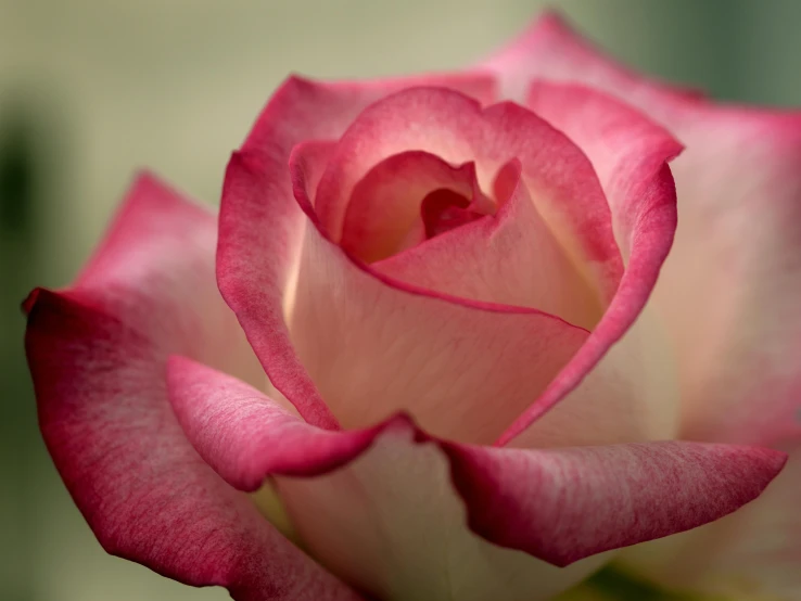 a close up of a pink and white rose, by Gwen Barnard, pexels contest winner, fan favorite, paul barson, red rose, islamic