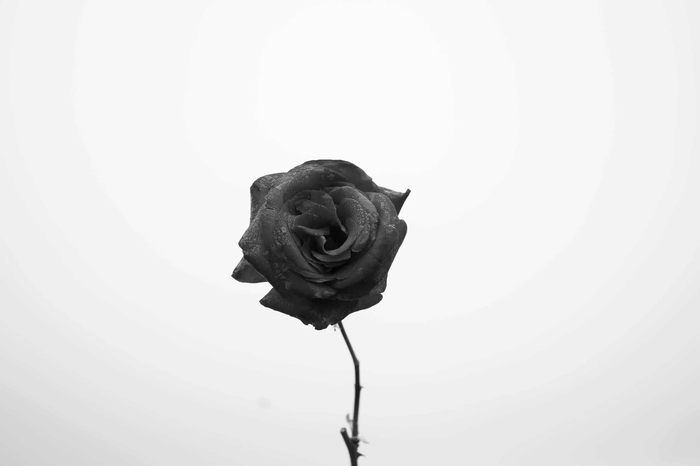 a black and white photo of a single rose, a black and white photo, by Shen Zhou, pexels, romanticism, white sky, dead old, low angle photo, black!!!!! background