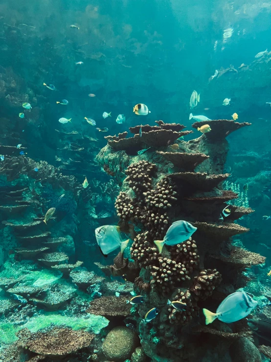 a large aquarium filled with lots of different types of fish, under the ocean, reefs, standing under the sea, shipwrecks