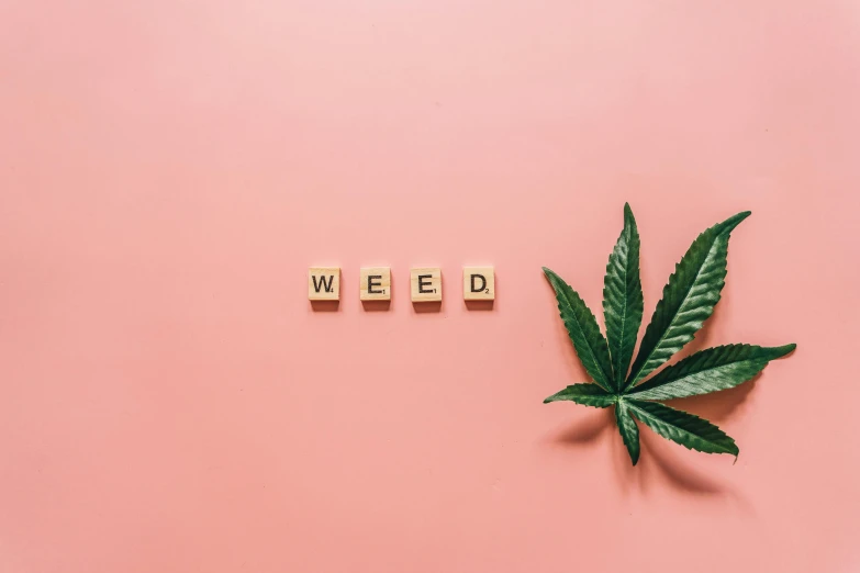 a marijuana leaf next to the word weed on a pink background, trending on unsplash, pots with plants, instagram picture, ¯_(ツ)_/¯