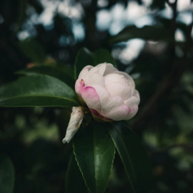 a pink flower sitting on top of a green leaf, inspired by Elsa Bleda, unsplash, low quality photo, magnolia, shot on sony a 7, various posed