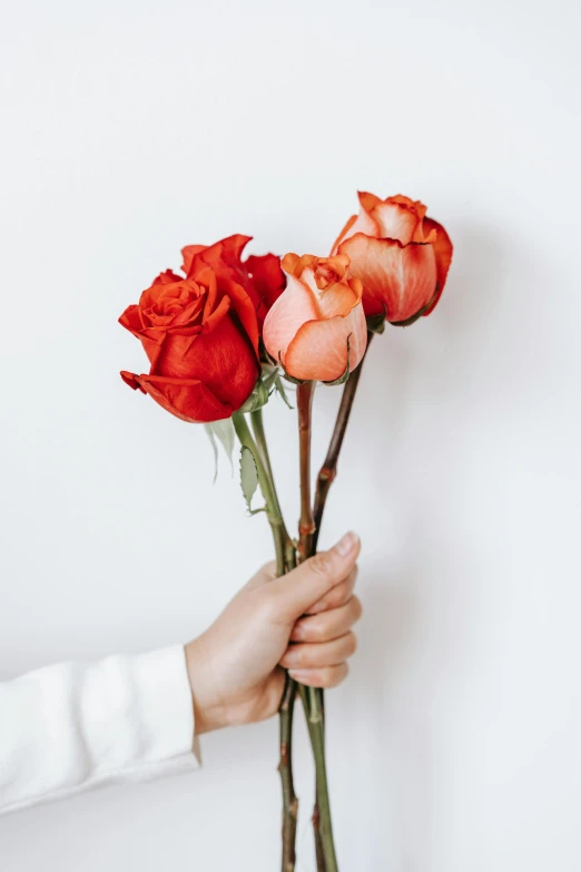 a person holding a bunch of roses in their hand, light red and orange mood, but minimalist, reaching out to each other, in a row