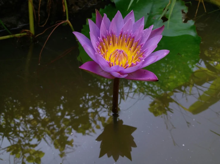 a purple flower sitting on top of a body of water, by Carey Morris, pexels contest winner, hurufiyya, nymphaea, laos, hd footage, purple and yellow