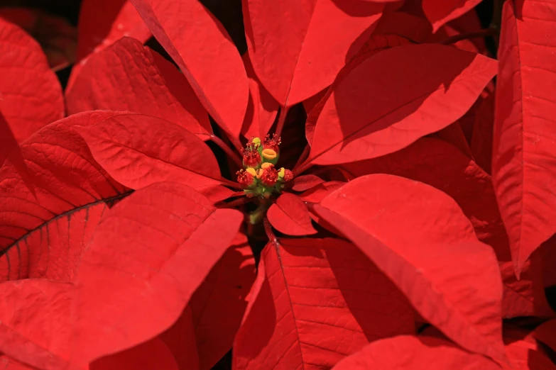 a close up of a red poinsettia plant, by Bernard D’Andrea, pexels, hurufiyya, slide show, high depth, paul barson, contain