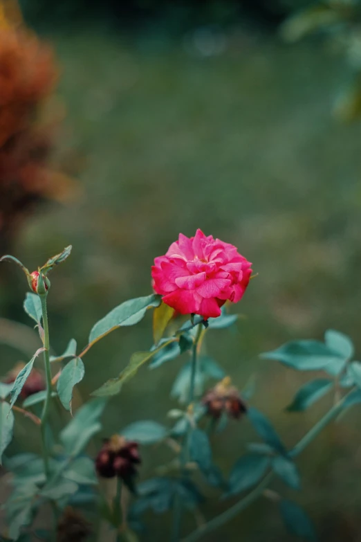 a pink flower sitting on top of a lush green field, inspired by Elsa Bleda, unsplash, romanticism, red rose, a high angle shot, color image, small red roses