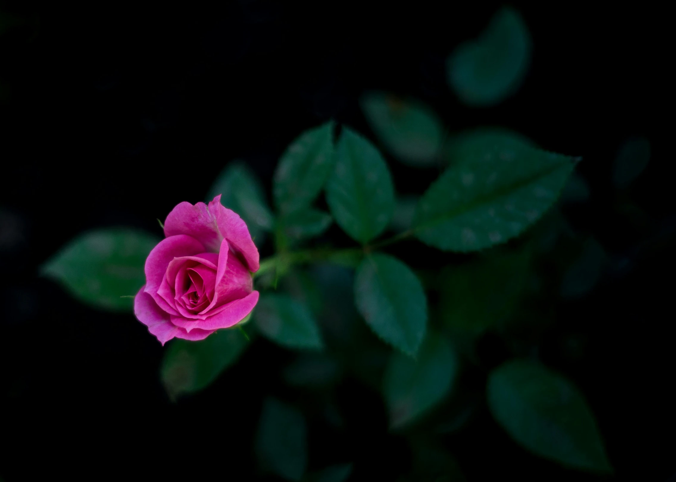 a single pink rose with green leaves on a black background, inspired by Elsa Bleda, unsplash, fan favorite, shot on sony alpha dslr-a300, purple, small red roses