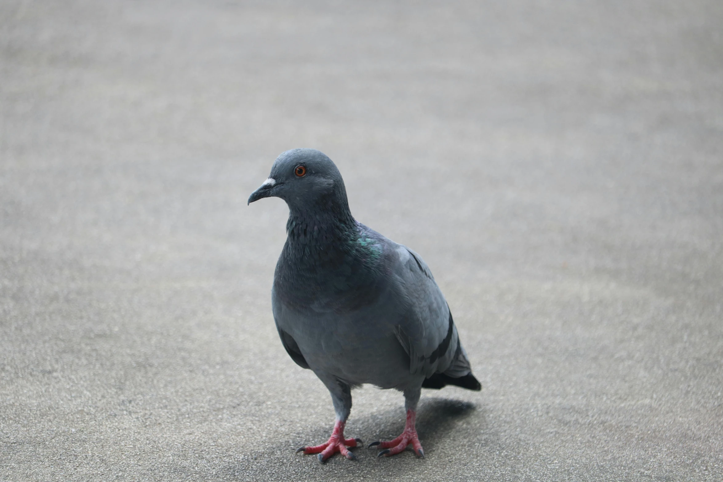 a pigeon standing in the middle of the road, by Paul Bird, pexels contest winner, grey metal body, on the concrete ground, closeup 4k, blue gray