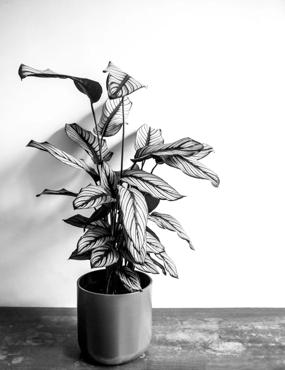 a black and white photo of a potted plant, by Carey Morris, taken on iphone 14 pro, jovana rikalo, high contrast!!, chengwei pan