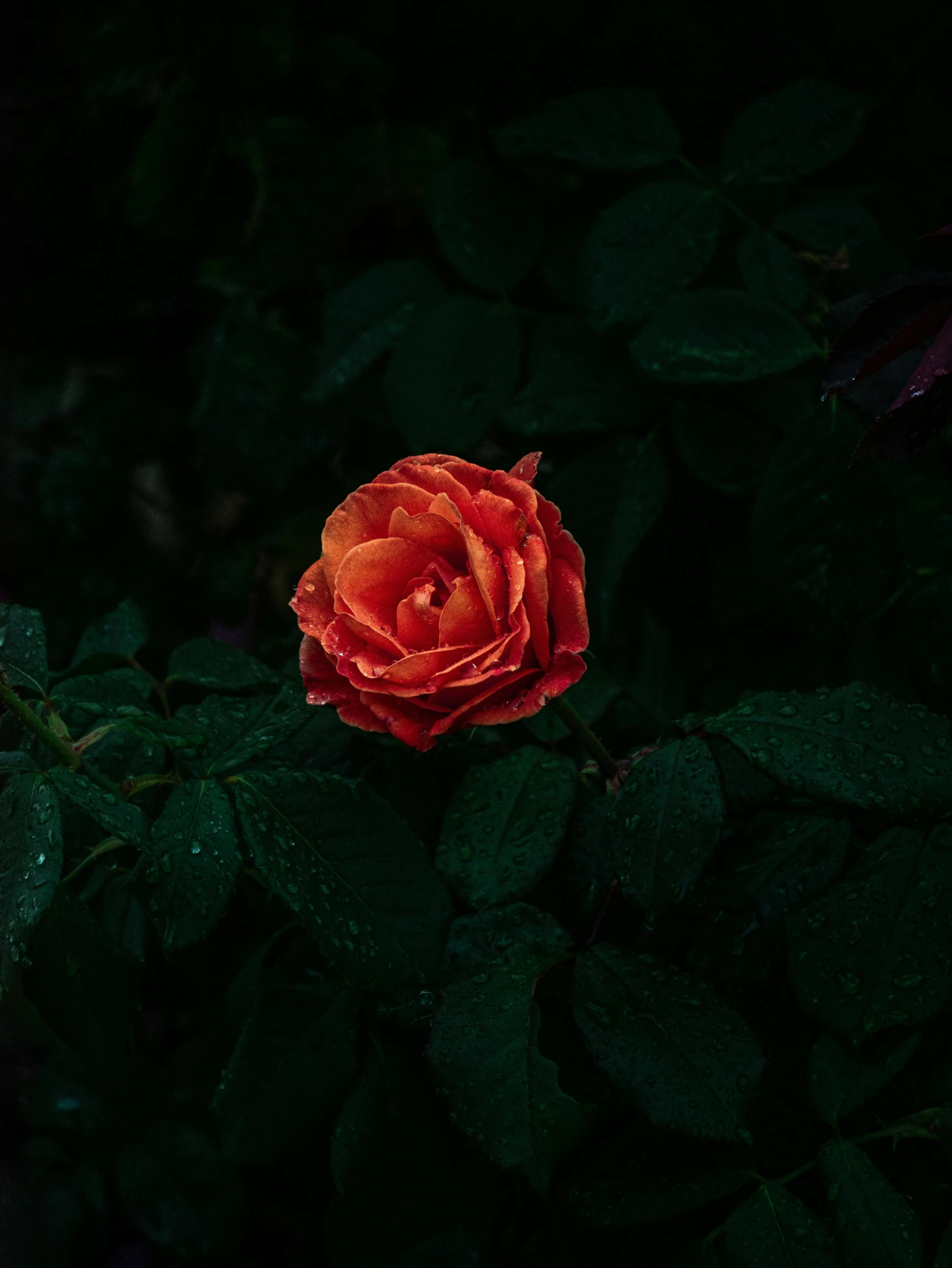 a red rose in the dark surrounded by green leaves, an album cover, inspired by Elsa Bleda, unsplash contest winner, ☁🌪🌙👩🏾, rex orange county, reza afshar, sensitive