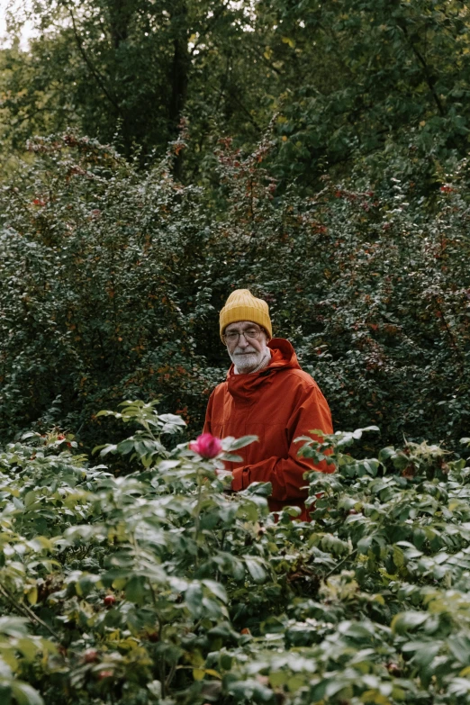 a man standing in the middle of a lush green field, wearing a scarlet hoodie, rose-brambles, overalls and a white beard, orange plants