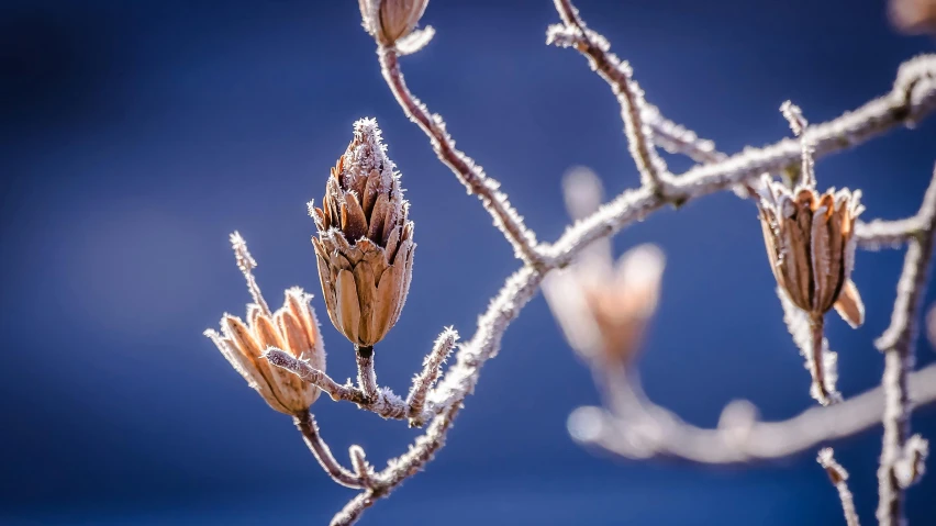 a close up of a plant with frost on it, inspired by Arthur Burdett Frost, unsplash, flowering buds, ilustration, various posed, jonathan ivy