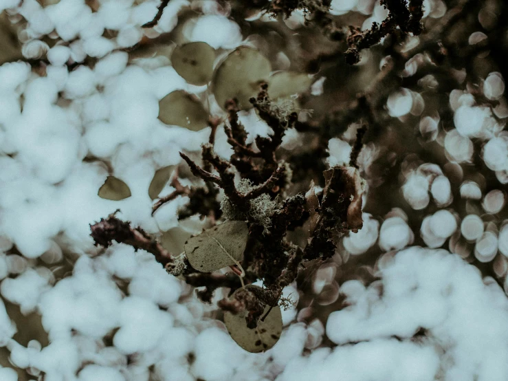 a close up of a plant with snow on it, a microscopic photo, unsplash, australian tonalism, spores floating in the air, branches and ivy, background image, tree and plants