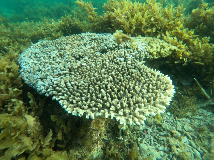 a close up of a coral in a body of water, flickr, hurufiyya, limestone, covered in coral, 🦩🪐🐞👩🏻🦳, dubai