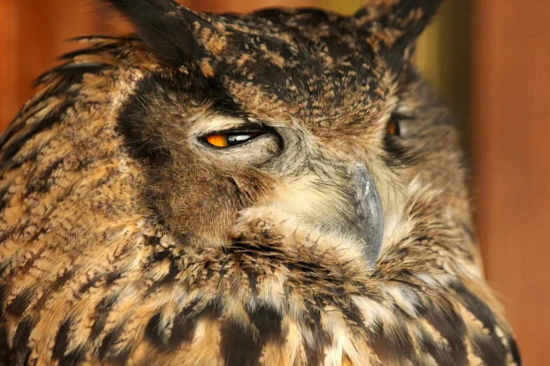 a close up of an owl with orange eyes, pexels, hurufiyya, deep in thought, brown, a horned, battered