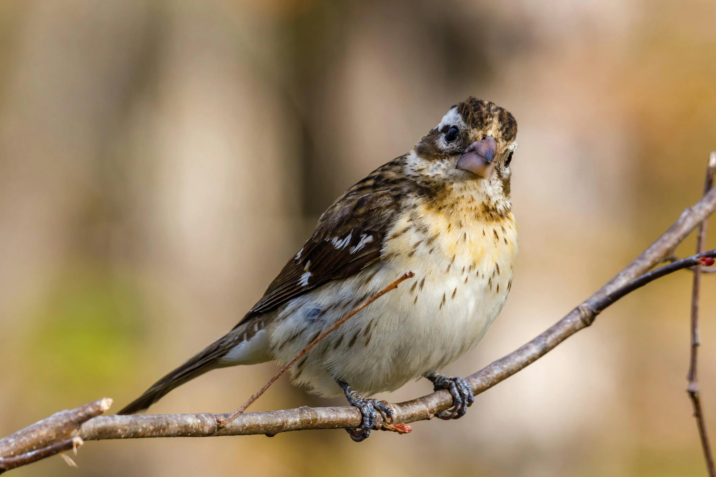 a small bird sitting on top of a tree branch, a portrait, profile image, australian, fan favorite, wide eyed