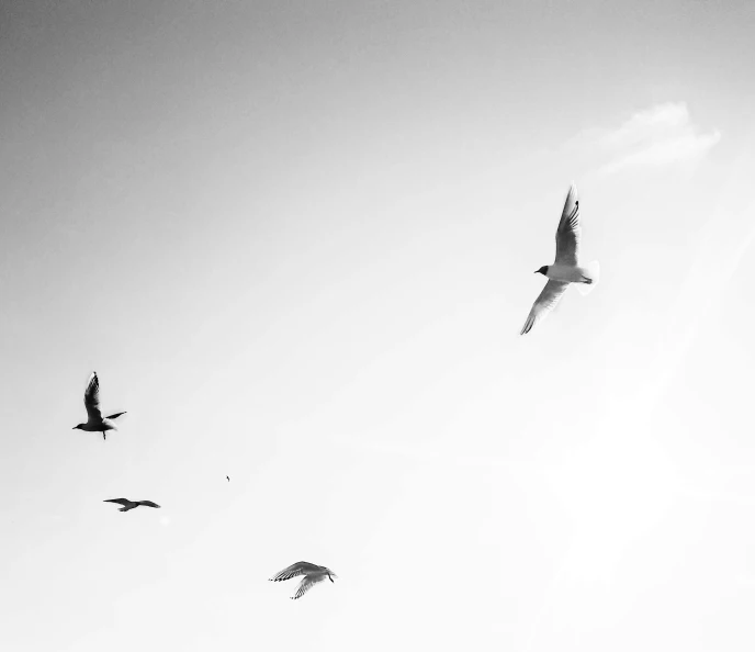 a flock of birds flying in the sky, a black and white photo, by Colijn de Coter, pexels, minimalism, bright sunny day, trio, anna nikonova, fineartamerica