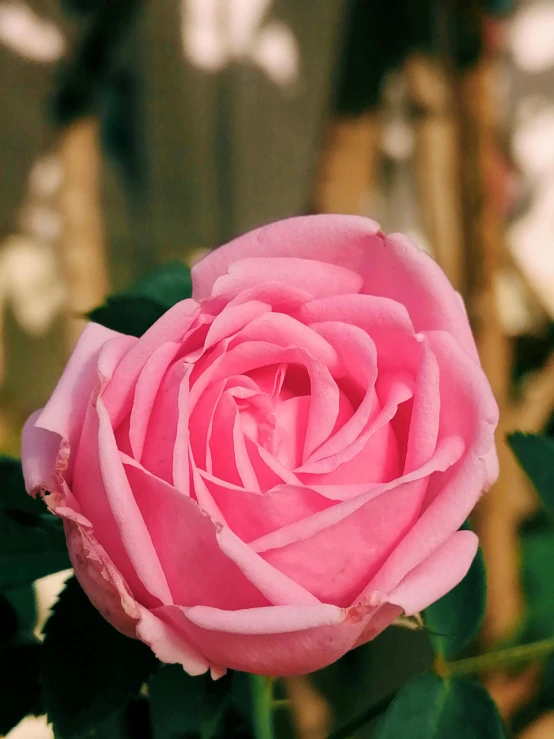 a close up of a pink rose with green leaves, by Robert Thomas, pexels contest winner, 🎀 🧟 🍓 🧚, no cropping, in bloom greenhouse, e. h. beatrice blue