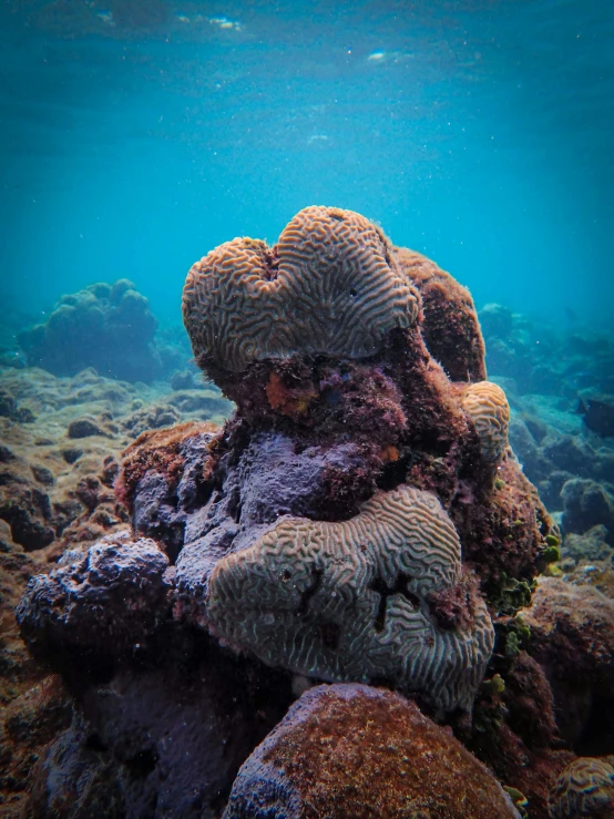 a couple of corals sitting on top of a rock, at the bottom of the ocean, slide show, documentary photo