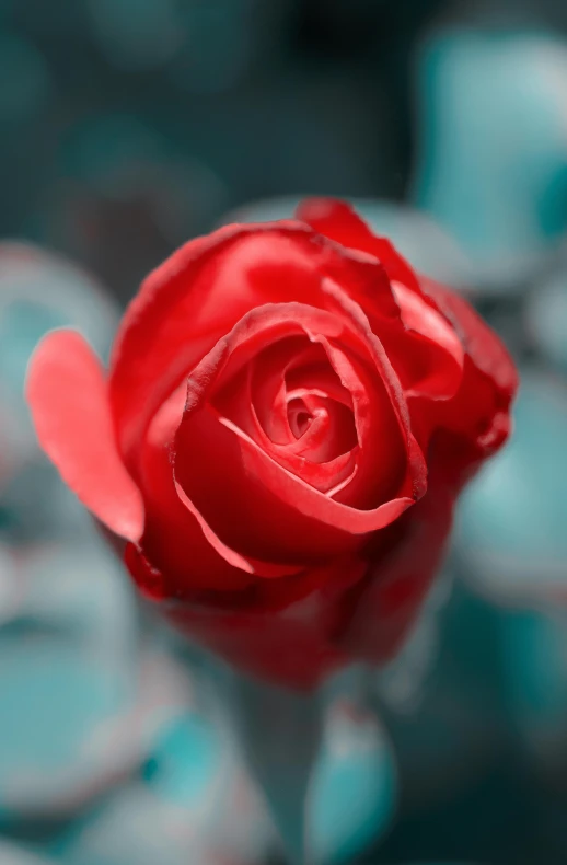 a close up of a red rose on a stem, a digital rendering, pexels contest winner, turquoise and venetian red, making love, paul barson, prussian blue and venetian red