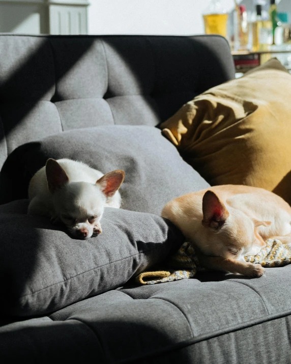 a couple of dogs laying on top of a couch, by Jan Tengnagel, pexels contest winner, sphinx cat, slightly sunny, hygge, sorrow