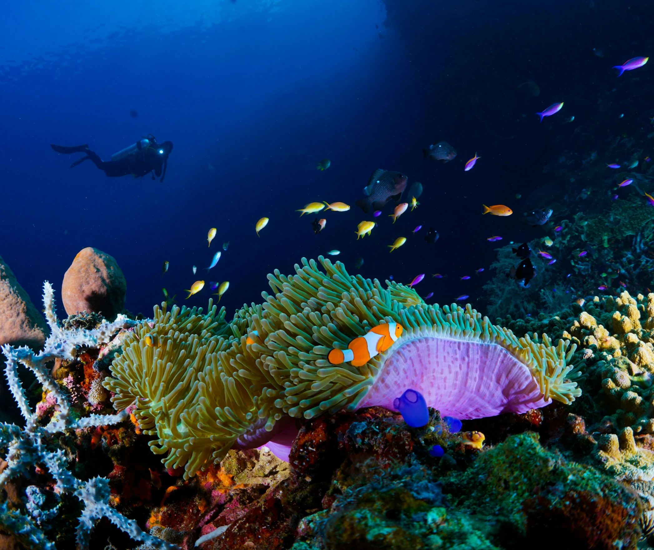 a group of fish swimming around a coral reef, purple and blue neons, a diver is under the sea, great barrier reef, slide show