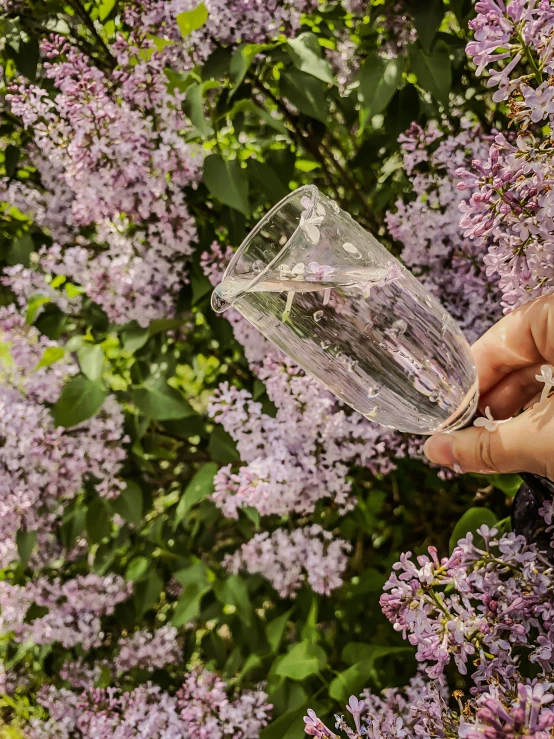 a person holding a glass in front of a bush of purple flowers, bubbly, made out of clear plastic, lilacs, pouring